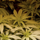 Illustration for article titled The Court Fight between Medical Marijuana And Home Grown Marijuanaem/em